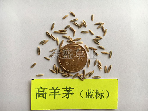 高羊茅（藍(lán)標(biāo)）