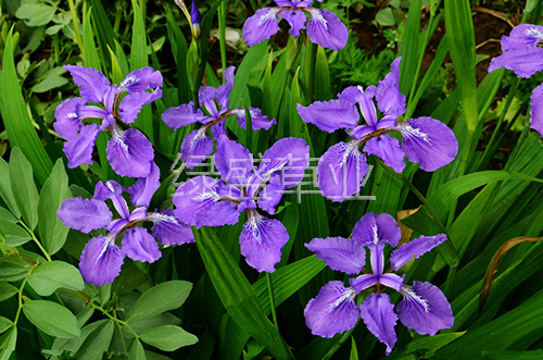 藍(lán)花鳶尾